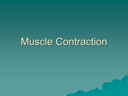 Muscle Contraction. Message 1. Nerve sends impulse to muscle; neuromuscular junction 2. End of nerve releases chemical Acetylcholine (Ach)