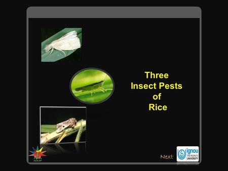Three Insect Pests of Rice