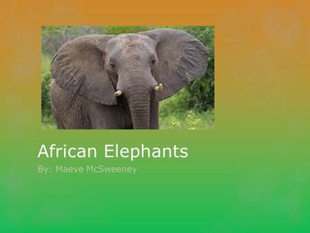African Elephants By: Maeve McSweeney. Basic Facts  African Elephants are mammals  Live for 60 years  Grey, big ears  Tusks to fight predators  13.