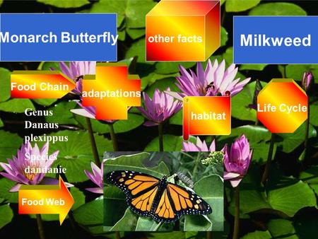Monarch Butterfly Milkweed Genus Danaus plexippus Species dandanie Food Web Food Chain Life Cycle other facts adaptations habitat.