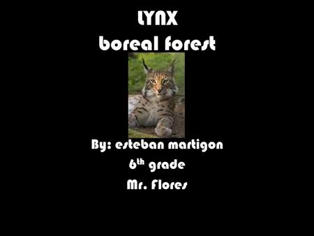LYNX boreal forest By: esteban martigon 6 th grade Mr. Flores.