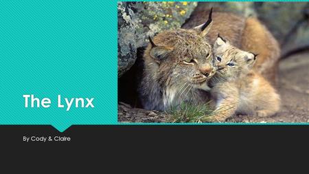 The Lynx By Cody & Claire. How the Lynx Looks  The Lynx has black hair on the tip of its ear.  The Lynx has a bob tail, and they use them like whiskers.