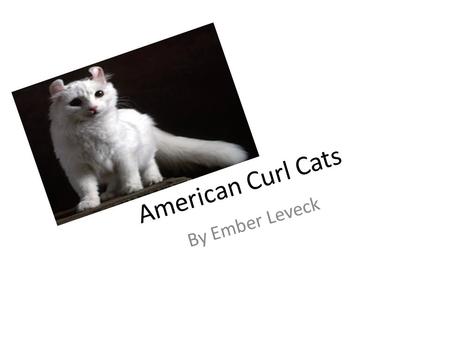 American Curl Cats By Ember Leveck. Animal Defenses They can cough out hair balls. They have sharp claws. Sometimes they flip their ears back.