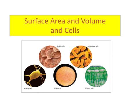 Surface Area and Volume and Cells. Cells Shapes The surface area and volume of a cell play an important role in getting enough oxygen and food into the.
