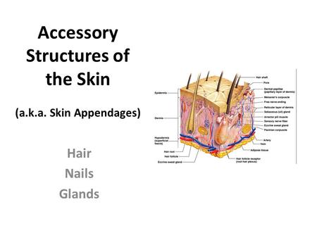 Accessory Structures of the Skin (a.k.a. Skin Appendages)