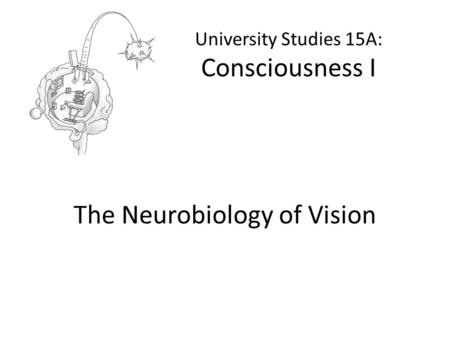 University Studies 15A: Consciousness I The Neurobiology of Vision.