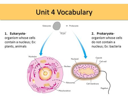 Unit 4 Vocabulary 1. Eukaryote- organism whose cells contain a nucleus; Ex: plants, animals 2. Prokaryote- organism whose cells do not contain a nucleus;