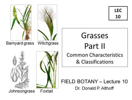 LEC 10 FIELD BOTANY – Lecture 10 Dr. Donald P. Althoff Grasses Part II Common Characteristics & Classifications Barnyard grass Witchgrass Johnsongrass.