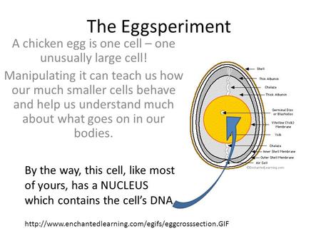 The Eggsperiment A chicken egg is one cell – one unusually large cell! Manipulating it can teach us how our much smaller cells behave and help us understand.