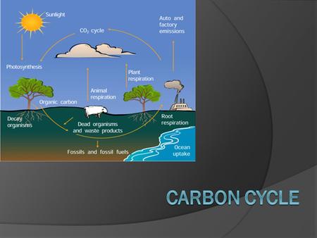 Carbon Cycle.