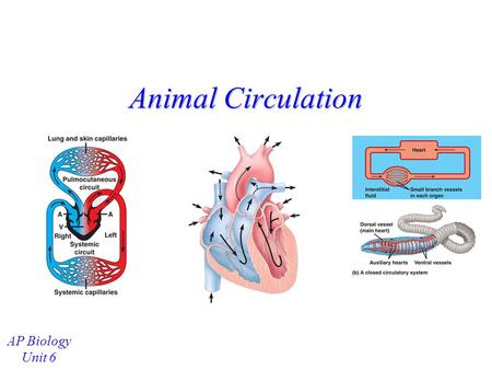 Animal Circulation AP Biology Unit 6 Invertebrates with Gastrovascular Cavities Don ’ t have a true circulatory system Material exchange (gases, nutrients,