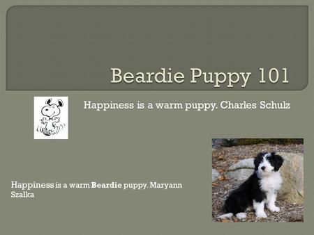 Happiness is a warm puppy. Charles Schulz Happiness is a warm Beardie puppy. Maryann Szalka.