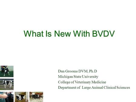 What Is New With BVDV Dan Grooms DVM, Ph.D Michigan State University