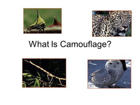 What Is Camouflage?. How do animals protect themselves in the wild? Color or pattern allows the animal to blend into the environment.