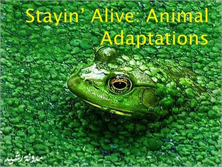 Stayin’ Alive: Animal Adaptations
