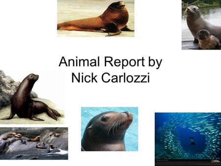 Animal Report by Nick Carlozzi