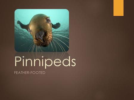 Pinnipeds FEATHER-FOOTED. Pinnipeds “Feather-footed” Phocidae - True “earless” seals 9 species Otariidae - “eared seals” 5 sea lion species 9 fur seal.