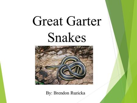 Great Garter Snakes By: Brendon Ruzicka. What does my animal look like? Garter snakes can be yellow, green, and orange. They have scales all over their.