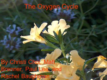 The Oxygen Cycle By Christi Choi, Matt Brenner, Paul Lee, and Rachel Baughman.