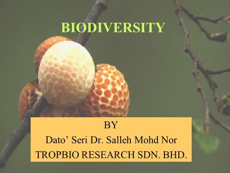 BY Dato’ Seri Dr. Salleh Mohd Nor TROPBIO RESEARCH SDN. BHD. BIODIVERSITY.