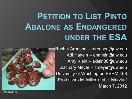 P ETITION TO L IST P INTO A BALONE AS E NDANGERED UNDER THE ESA Rachel Aronson – Adi Hanein – Amy Klein –