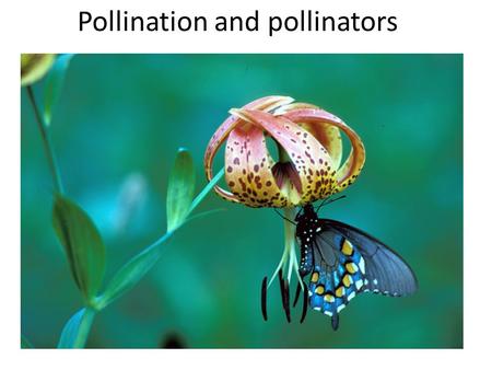 Pollination and pollinators. Many types of pollinators.