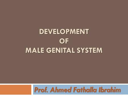 Development of male genital system