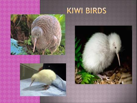 Kiwi are endemic to the island country of New Zealand.