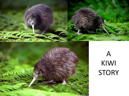 A KIWI STORY. THE KIWI Endemic to NZ Endangered 5 species : – Brown – Great spotted – Little spotted – Rowi – Tokoeka Distribution – small population.