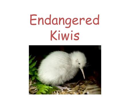 Endangered Kiwis. Why are Kiwis endangered? They are endangered because they are being predated by cats and rats. It’s habitat and distruction of large.