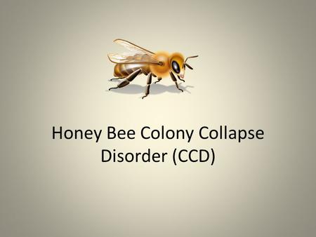 Honey Bee Colony Collapse Disorder (CCD). “Virus Implicated in Bee Decline” Israeli Acute Paralysis Virus (IAPV) was found in collapsed bee colonies.