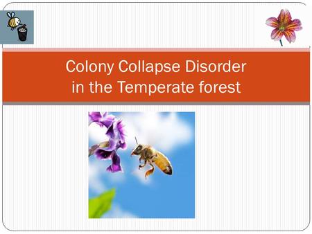 Colony Collapse Disorder in the Temperate forest.
