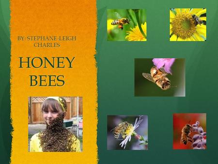 HONEY BEES BY: STEPHANE-LEIGH CHARLES. THE LIFE CYCLE OF A HONEY BEE  The queen lays each egg in a different cell of the honey comb.  As soon as the.