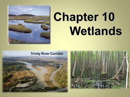 Chapter 10 Wetlands. I. What determines a Wetland? A. The nature and properties of wetlands varies widely in Texas and worldwide, wetlands are typically.