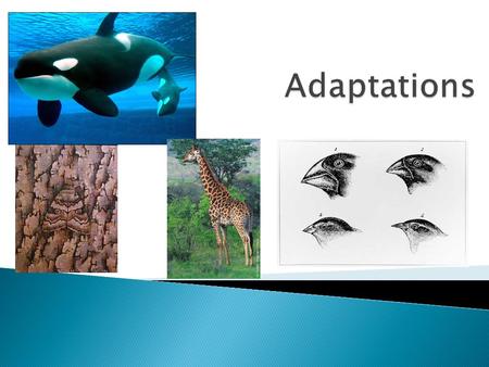 Adaptations  Individual organisms that appear more similar to one another than to the individuals of another, different species  Organisms that are.