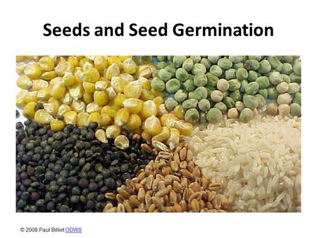 Seeds and Seed Germination © 2008 Paul Billiet ODWSODWS.