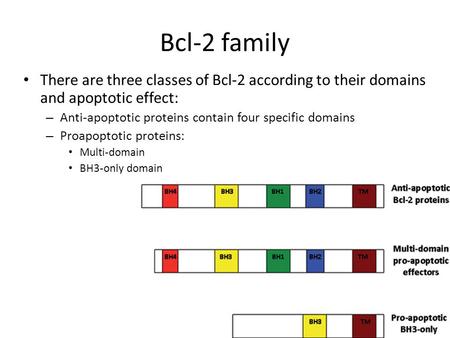 Bcl-2 family There are three classes of Bcl-2 according to their domains and apoptotic effect: – Anti-apoptotic proteins contain four specific domains.