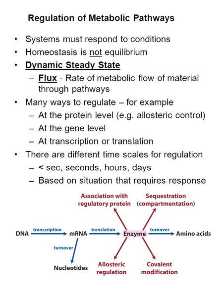 Regulation of Metabolic Pathways Systems must respond to conditions Homeostasis is not equilibrium Dynamic Steady State –Flux - Rate of metabolic flow.