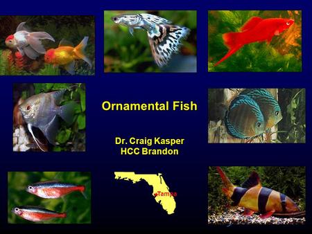 Ornamental Fish Dr. Craig Kasper HCC Brandon Tampa.
