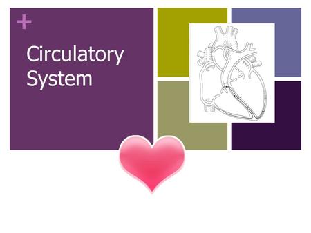 + Circulatory System. + Do Now Why is it important for your heart to continue beating even when you’re sleeping? What does your body need? What are some.