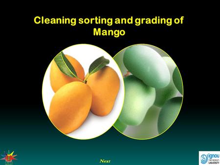 Cleaning sorting and grading of Mango