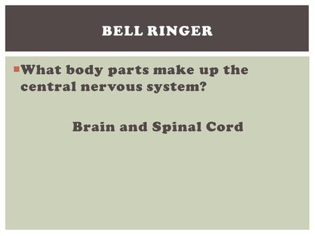  What body parts make up the central nervous system? Brain and Spinal Cord BELL RINGER.
