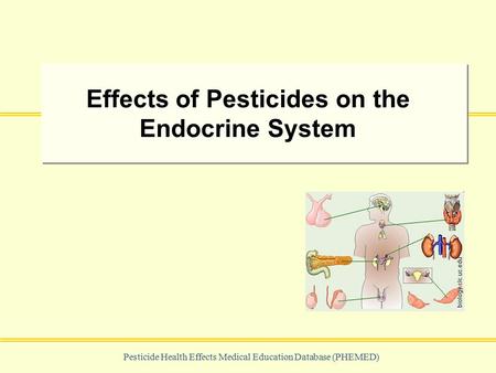 Pesticide Health Effects Medical Education Database (PHEMED) Effects of Pesticides on the Endocrine System biology.clc.uc.edu.