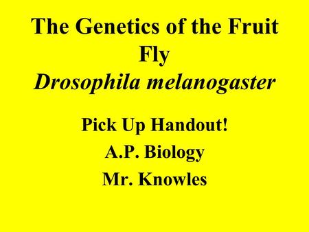 The Genetics of the Fruit Fly Drosophila melanogaster Pick Up Handout! A.P. Biology Mr. Knowles.