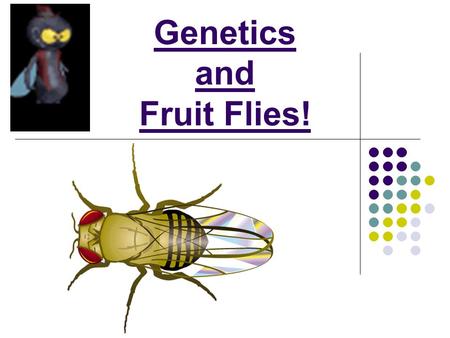 Genetics and Fruit Flies!