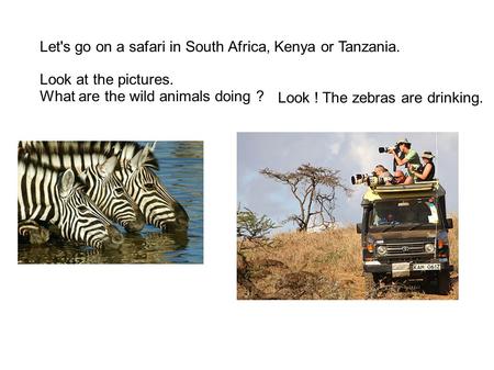 Look at the pictures. What are the wild animals doing ? Look ! The zebras are drinking. Let's go on a safari in South Africa, Kenya or Tanzania.