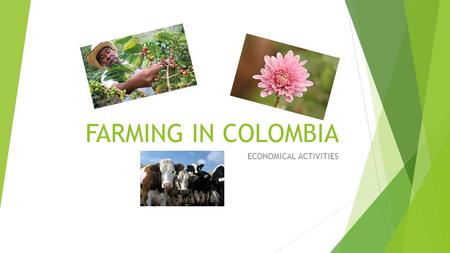 FARMING IN COLOMBIA ECONOMICAL ACTIVITIES.  Agriculture in Colombia refers to all agricultural activities, essential to food, feed, and fiber production,