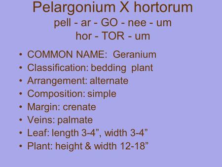 Pelargonium X hortorum pell - ar - GO - nee - um hor - TOR - um COMMON NAME: Geranium Classification: bedding plant Arrangement: alternate Composition: