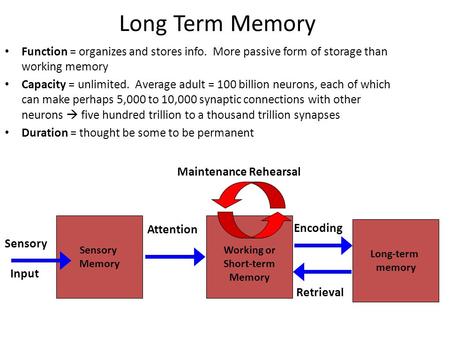 Long Term Memory Function = organizes and stores info. More passive form of storage than working memory Capacity = unlimited. Average adult = 100 billion.