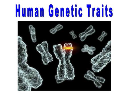 Homunculus How is “heredity passed on: Spermist vs Ovists Spermist conception of a human sperm.